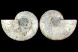 Agatized Ammonite Fossil - Madagascar #114859-1